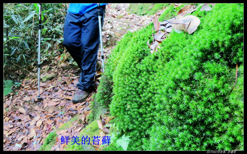 20170813粤西第一峰大田顶、第二峰炉塘顶 28 - 20170813粤西第一峰大田顶、第二峰炉塘顶