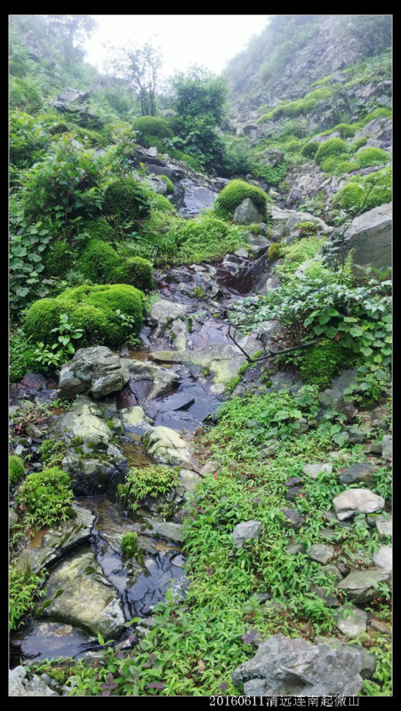 20160610云雨起微山,牛粪荆棘路(2/2) 20160610云雨起微山08 451x800 - 20160610云雨起微山,牛粪荆棘路(2/2)